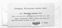 Phacidium infestans image